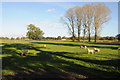 Sheep in a field near Moreton-in-Marsh