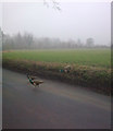 Peacocks crossing Sibton Road