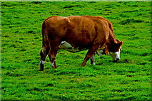 R0491 : Cliffs of Moher Area - Green Grass = Healthy Livestock (Brown & White Steer) by Joseph Mischyshyn