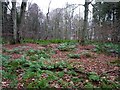 Bracken amidst the trees