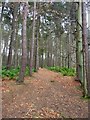 Track through trees