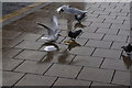 TA0928 : Seagulls and pigeons fighting over chips by Ian S