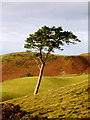 SJ1268 : Fine pine by the Clwydian Way by Andy Waddington