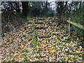 Autumn leaves on the footpath