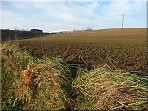 SE4433 : Emerging crop, west of Hartly Wood by Christine Johnstone