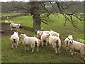 NY5563 : Sheep on the meadows near Lanercost by Oliver Dixon
