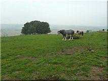 SU1274 : Real horses on Hackpen Hill by Penny Mayes