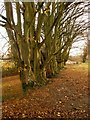 Hornbeams by Marsh Meadow