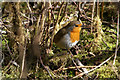 NO3653 : Robin (Erithacus rubecula), Loch of Kinnordy by Mike Pennington