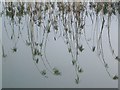 ST2521 : Reflected reeds near Netherclay by Derek Harper