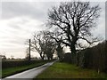 Ivy-covered trees along Moss End Lane