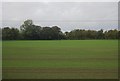 Flat farmland, Bury End Farm