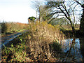 Reeds and small pond beside Jolly