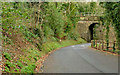 Winter road, Crawfordsburn Country Park (1)