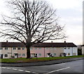 Tree at the junction of Brynglas Drive and Brynglas Court, Newport