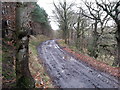 Track in Westriding Wood