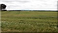 Barley, Huntly Hill