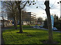 Trees along Dysart Way in Leicester