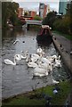 Swans, Grand Union Canal