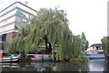 Weeping Wilow, Grand Union Canal