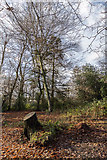 TQ2995 : Woodland, Oakwood Park, London N14 by Christine Matthews