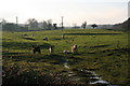 Ancient pony breed (Shetlands) graze the site of the Medieval Village of Beesby