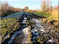 Icy track near Throckley North Farm