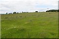 Grass crop near Mains of Altries