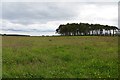 Silage crop