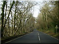 Tree-lined road to Llechryd