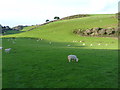 Fields at Hope Barton, Inner Hope