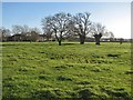 Conington: winter sunlight