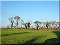 Hedgerow trees