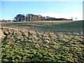 Sheep pasture, east of Grantham Road