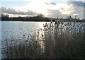 SP9213 : Reeds beside Marsworth Reservoir by Rob Farrow