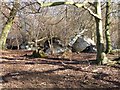 Three fallen trees, Aldbury Nowers