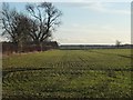 Greening field, south of Heath Lane