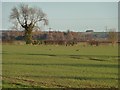 SK9029 : Tree on a field boundary, south of Ponton Heath Farm by Christine Johnstone