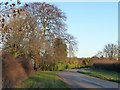 Trees at Cannaster House