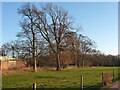 Winter trees near Home Dairy Farm