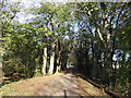 Tree lined track towards Balcairn