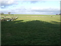 Grazing north of Tarn Lane