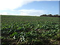 SE3242 : Crop field, Lofthouse Farm by JThomas