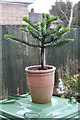 SK9469 : Young (wet) Monkey Puzzle Tree by J.Hannan-Briggs