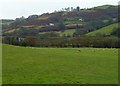 Sheep grazing near Aberhafesp