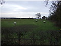 Grazing near High Snape