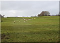 Grazing, Bilton Court