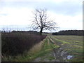 Farm track and hedgerow