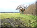 Farmland and hedgerow