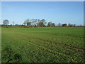 Farmland off Moor Lane